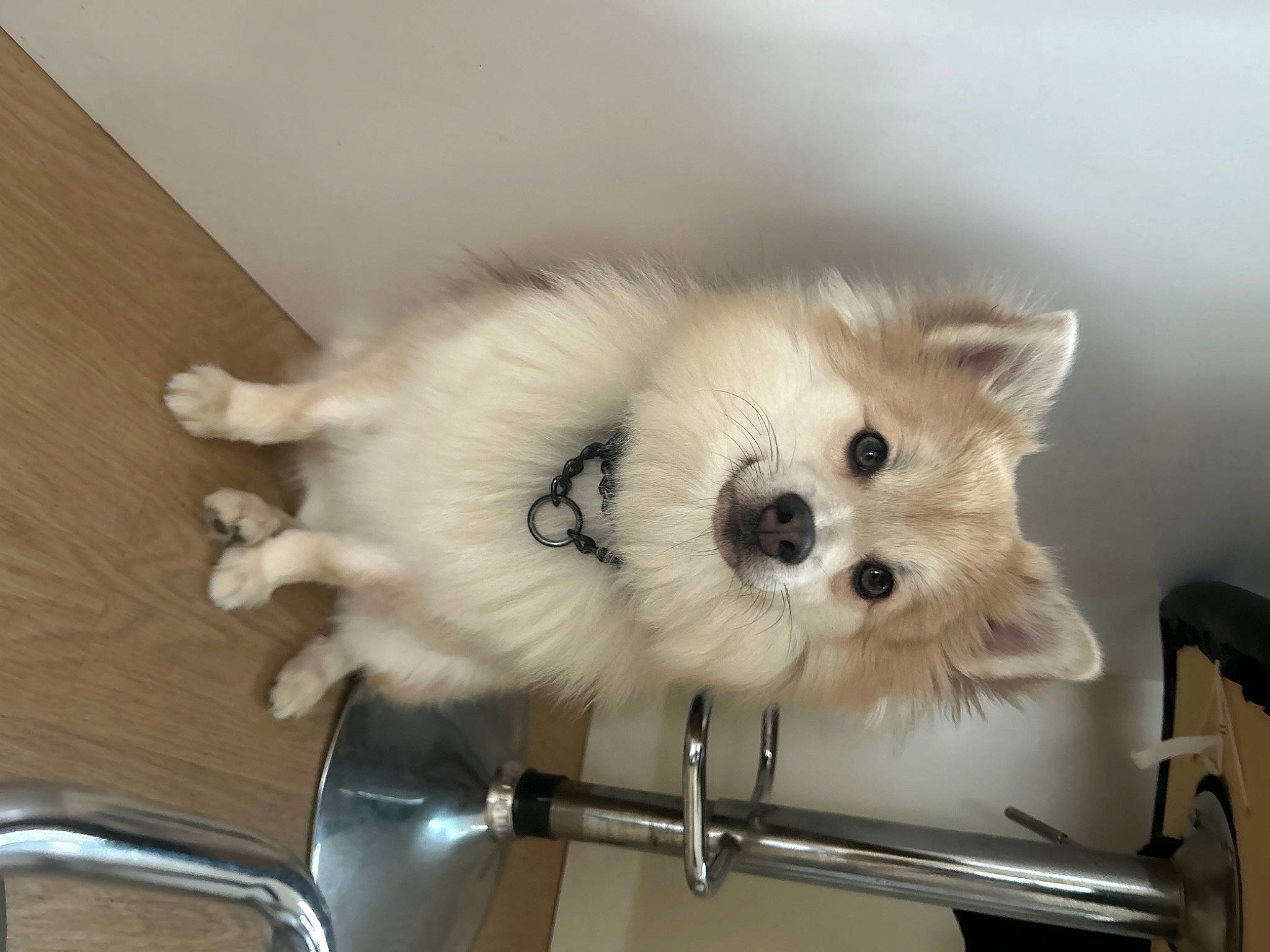 Rufio is registered to the contest to win money with this photo: canidae, carnivore, companion_dog, dog, dog_breed, dog_supply, fawn, fur, german_spitz, german_spitz_klein, german_spitz_mittel, hardwood, kitchen_utensil, small_terrier, spitz, sporting_group, toy_dog, volpino_italiano, whiskers, working_animal