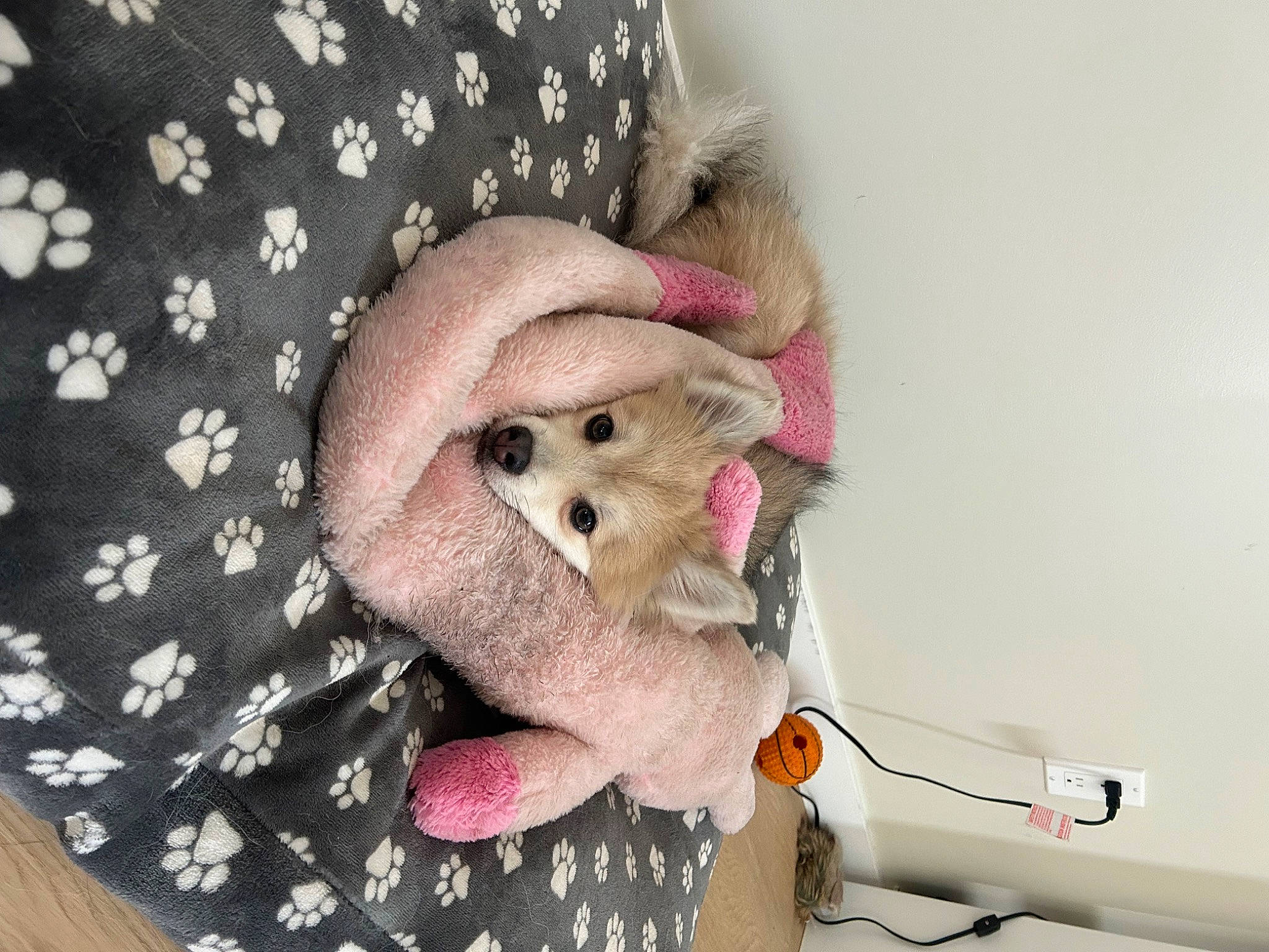 Rufio is registered to the contest to win money with this photo: cap, carnivore, comfort, companion_dog, dog, dog_breed, fashion_accessory, fawn, fedora, fur, glasses, linens, pink, stuffed_toy, sunglasses, textile, toy, white, wool, woolen