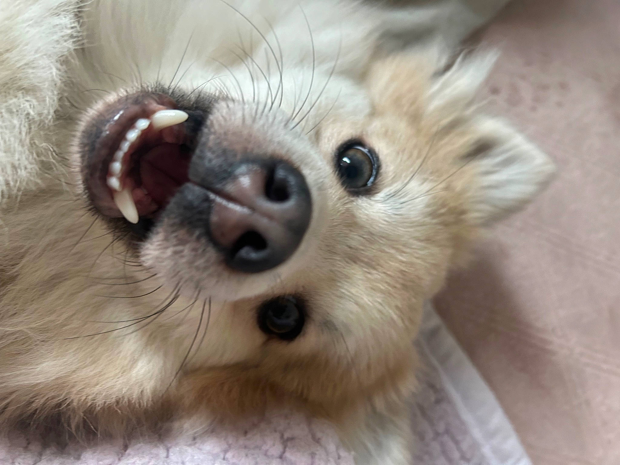 Rufio joined the competition — help win amazing prizes! canidae, carnivore, chihuahua, companion_dog, dog, dog_breed, ear, eye, eyelash, fawn, german_spitz, german_spitz_mittel, head, paw, snout, spitz, sporting_group, terrestrial_animal, toy_dog, whiskers
