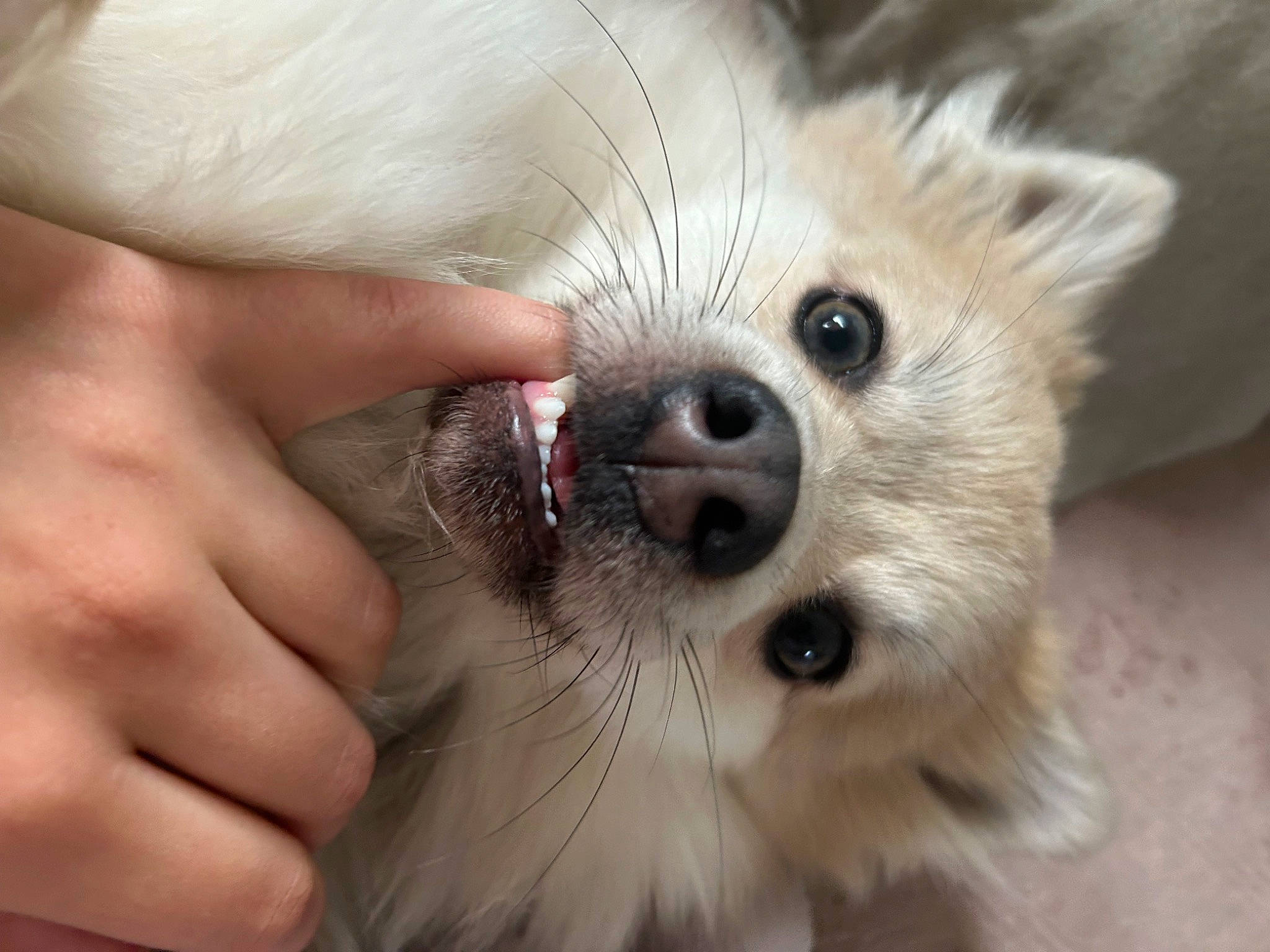 Rufio is registered to the contest to win money with this photo: canidae, carnivore, chihuahua, companion_dog, dog, dog_breed, ear, eyelash, fawn, german_spitz, german_spitz_klein, german_spitz_mittel, japanese_spitz, pomeranian, snout, spitz, sporting_group, toy_dog, whiskers, working_animal