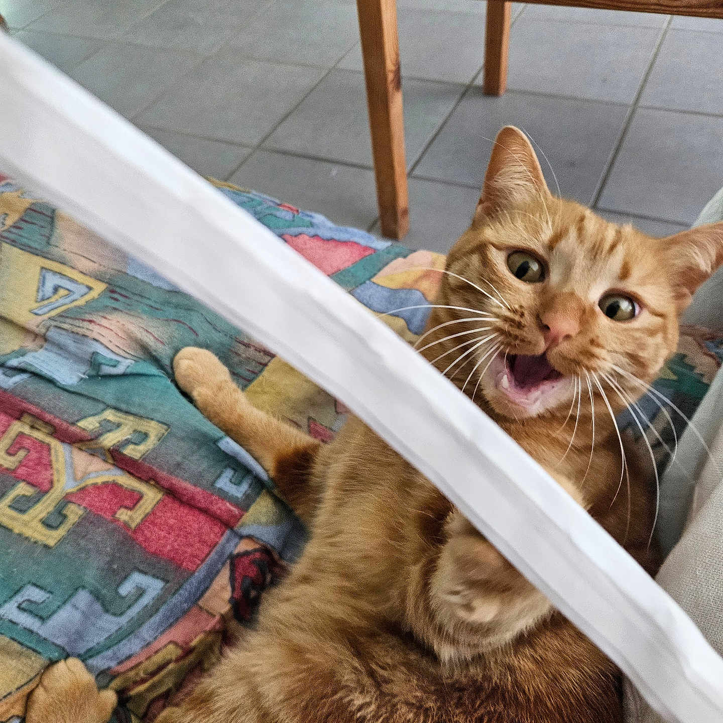 Nala a rejoint le concours — aidez-le/la à gagner de superbes lots ! animal, blanket, cat, couch, curious, floor, fur, indoor, mouth_open, orange_tabby, patterned, paw, pet, playful, reaching, table, tile, whiskers, wide_eyes, wooden