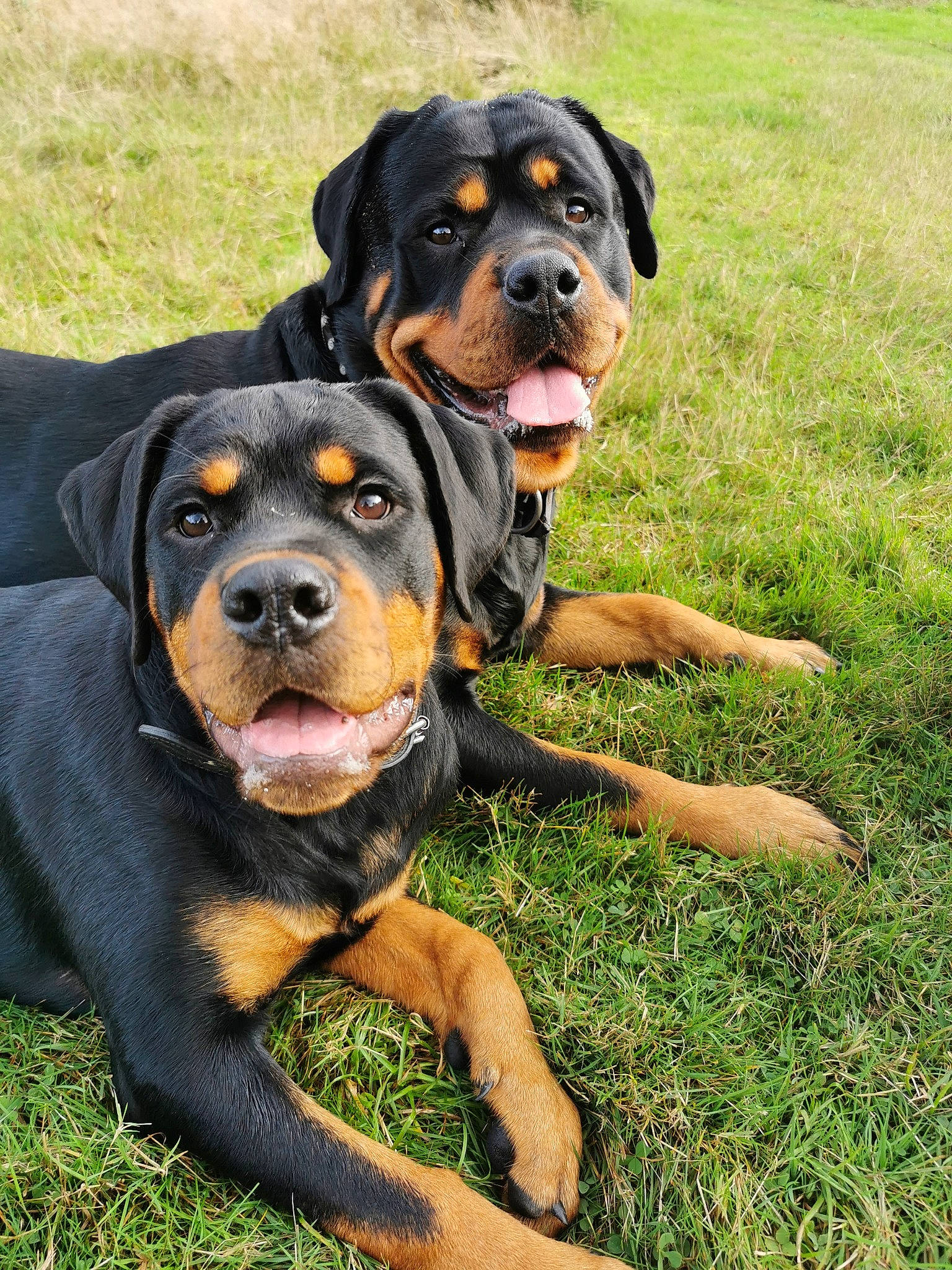 Talia Et Nala a rejoint le concours — aidez-le/la à gagner de superbes lots ! austrian_black_and_tan_hound, canidae, carlin_pinscher, carnivore, companion_dog, dog, dog_breed, fawn, hunting_dog, mammal, molosser, polish_hunting_dog, rare_breed_dog, rottweiler, snout, sporting_group, vertebrate, working_dog