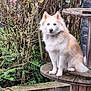 dog, animal, outdoor, wooden_table, greenery, shrub, fur, sitting, pet, nature, heterochromia, canine, garden, brown, white, eyes, portrait, fluffy, calm, daylight