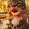 animal, cat, close_up, cute, domestic_cat, feline, fluffy, fur, grass, licking, name_text, outdoor, pet, playful, portrait, sunlight, tabby, tongue_out, whiskers, wooden_fence
