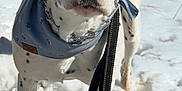 Mara is registered to the contest to win money with this photo: dog, white_dog, black_spots, bandana, chain_collar, leash, snow, outdoor, grass, winter, animal, pet, canine, alert, standing, field, nature, closeup, portrait, curious