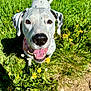 dog, dalmatian, smiling, outdoor, grass, flowers, sunny, pet, animal, nature, happy, closeup, canine, greenery, yellow_flowers, daylight, tongue_out, ears, friendly, playful