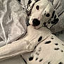 dalmatian, dog, pet, bed, blanket, white, black_spots, lying_down, looking_up, animal, canine, fur, domestic_animal, cute, resting, indoor, closeup, comfort, portrait, sleepy