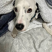 Mara joined the competition — help win amazing prizes! dog, white_dog, black_spots, blanket, bed, bedding, cozy, indoors, pet, canine, snuggled, looking_up, sleeping_area, comfort, fur, paw, closeup, resting, animal, domestic_pet