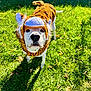 dog, costume, tiger, grass, outdoor, pet, animal, canine, sunlight, playful, cute, white_dog, greenery, funny, portrait, nature, summer, fur, face, pet_clothing