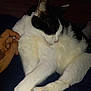 Sassy is registered to the contest to win money with this photo: cat, black_and_white, sleeping, pet, indoor, fur, paw, hand, tattoo, relaxing, comfort, animal, cute, closeup, resting, soft_lighting, domestic, cozy, feline, sleep