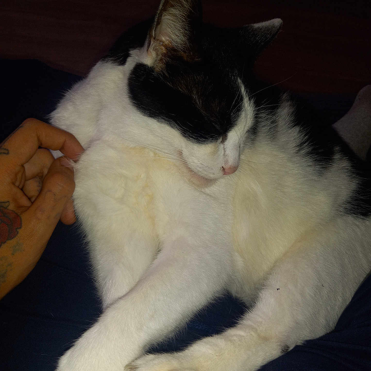 Sassy is registered to the contest to win money with this photo: animal, black_and_white, cat, closeup, comfort, cozy, cute, domestic, feline, fur, hand, indoor, paw, pet, relaxing, resting, sleep, sleeping, soft_lighting, tattoo