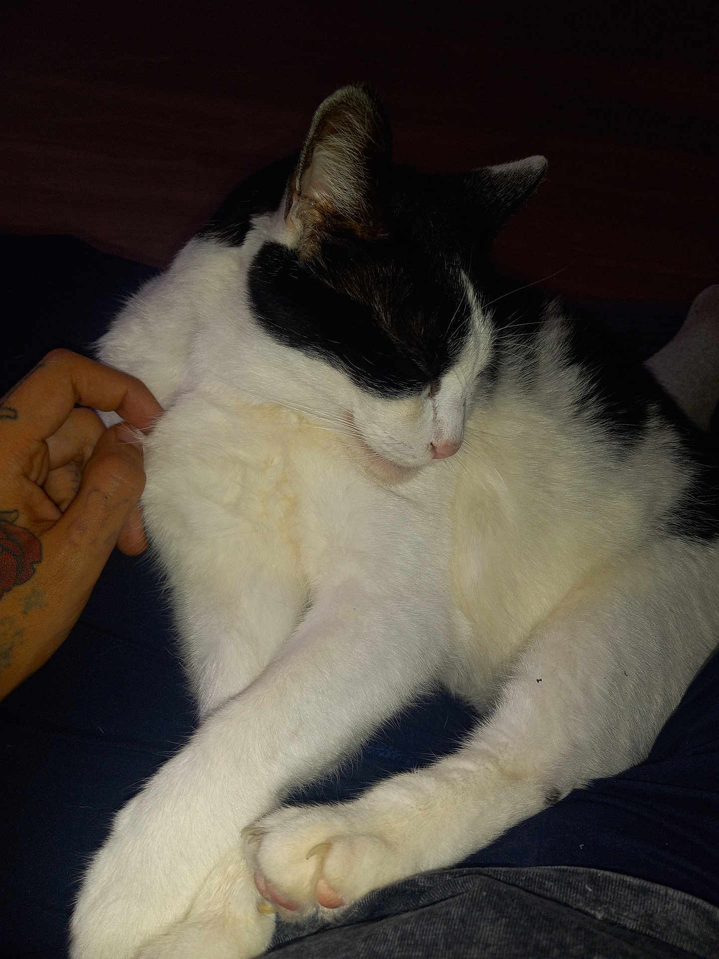 Sassy is registered to the contest to win money with this photo: cat, black_and_white, sleeping, pet, indoor, fur, paw, hand, tattoo, relaxing, comfort, animal, cute, closeup, resting, soft_lighting, domestic, cozy, feline, sleep