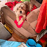 Dandy joined the competition — help win amazing prizes! blanket, brown, couch, cozy, dog, fabric, floor, furniture, household, indoor, living_room, orange_clothing, pet, pet_pad, red, relaxed, scruffy, toy_basket, water_bowl, wood_floor