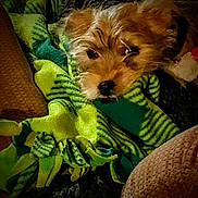 Darby joined the competition — help win amazing prizes! animal, blanket, brown_fur, closeup, comfort, cozy, cute, dog, domestic, fur, indoor, pet, resting, sleepy, small_dog, snuggling, soft, striped_blanket, textile, warm