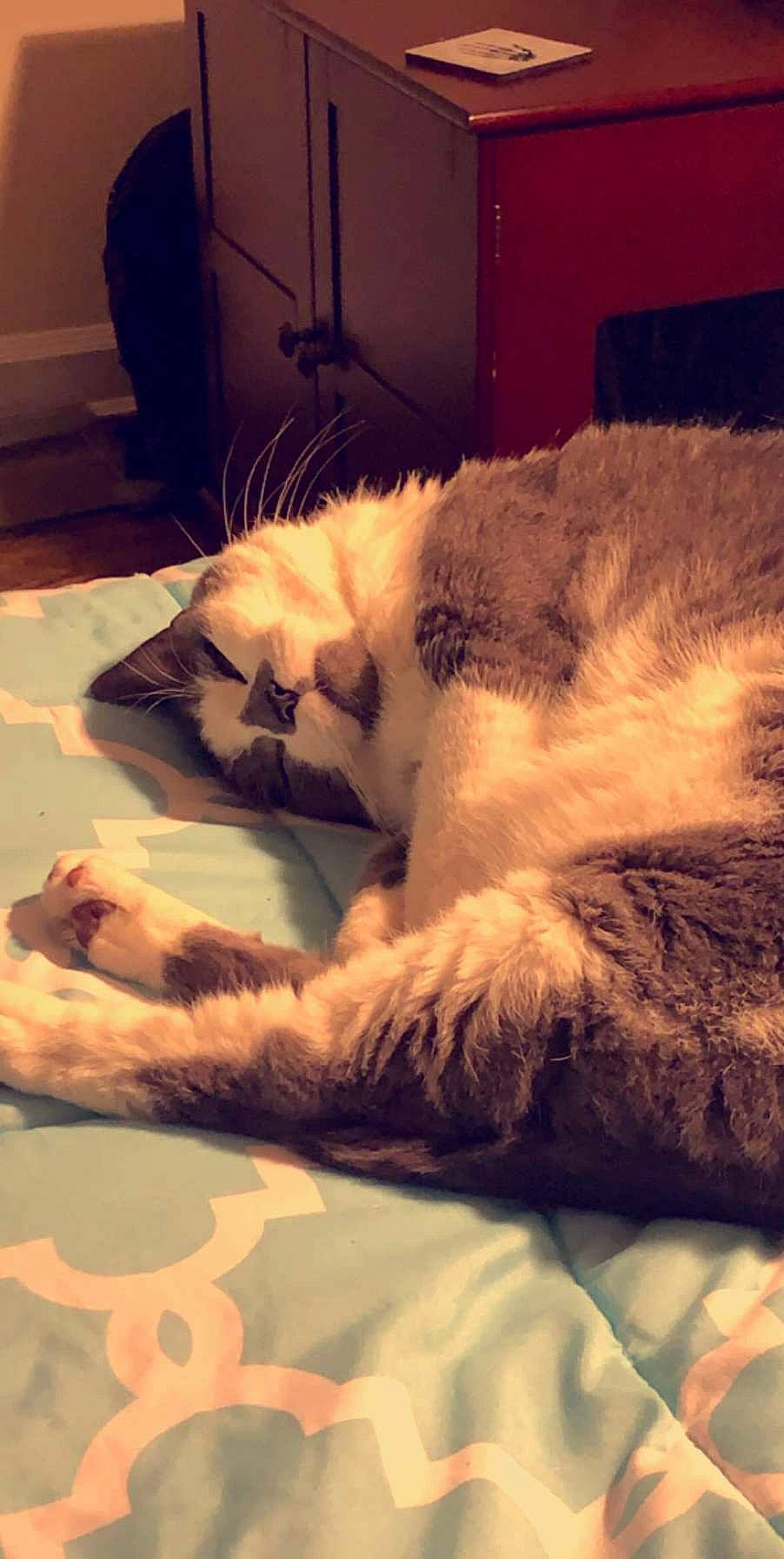 Blump joined the competition — help win amazing prizes! canidae, carnivore, cat, felidae, fur, nap, nose, paw, sleep, small_to_medium_sized_cats, snout, whiskers