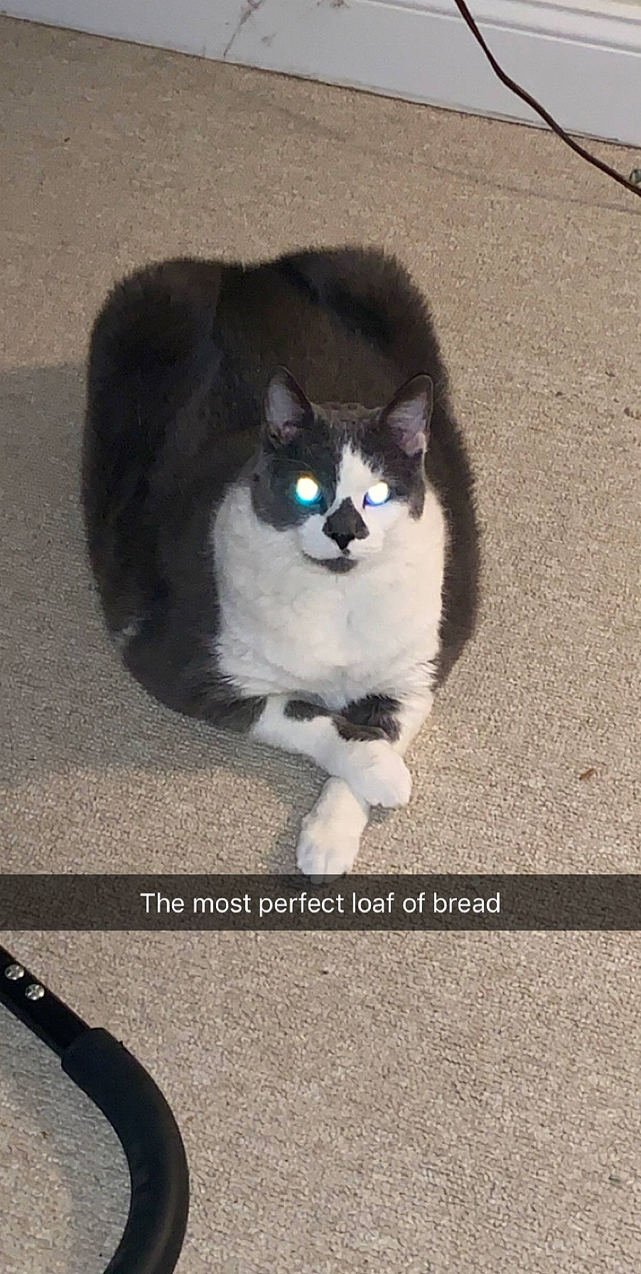 Blump joined the competition — help win amazing prizes! black_and_white, carnivore, cat, domestic_short_haired_cat, eye, felidae, fur, kitten, mammal, ojos_azules, paw, photo_caption, photography, polydactyl_cat, small_to_medium_sized_cats, snapshot, snout, tail, whiskers