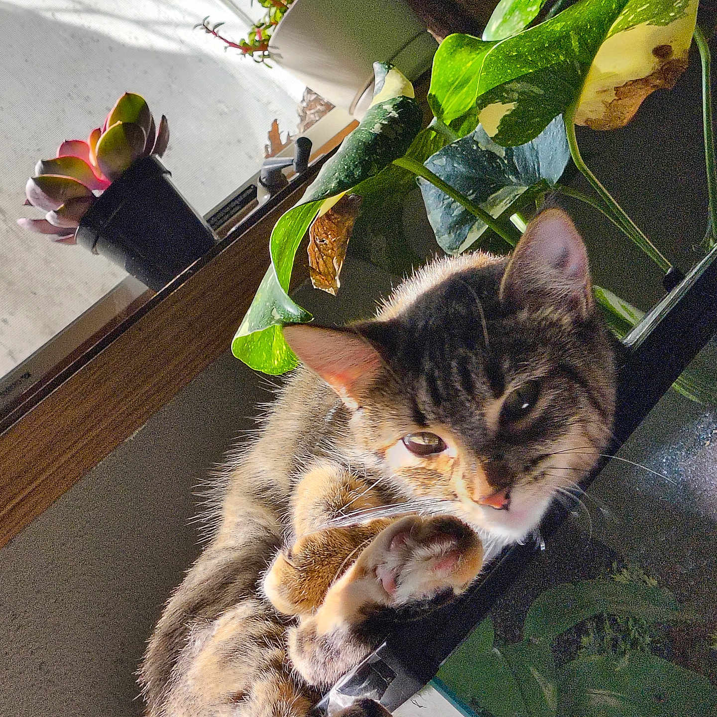 Fumez is registered to the contest to win money with this photo: animal, cat, close_up, cozy, domestic, feline, greenery, home, indoor, leaves, natural_light, paw, pet, plant, relaxing, resting, succulent, sunlight, tabby_cat, window