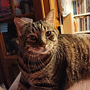 Patapouf a rejoint le concours — aidez-le/la à gagner de superbes lots ! cat, tabby, indoor, furniture, bookshelf, cabinet, striped_fur, whiskers, pet, animal, domestic, relaxed, curious, closeup, soft_lighting, home, cozy, resting, feline, brown