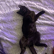 Toothless is registered to the contest to win money with this photo: black_cat, cat, feline, pet, lying_down, stretched_out, fluffy_blanket, fur, paws, tail, bedroom, indoor, cozy, relaxed, sleepy, whiskers, side_eye, soft_texture, purple_lighting, resting