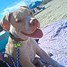 Spunky Brewster is registered to the contest to win money with this photo: animal, beach, blanket, blue_sky, canine, collar, daytime, dog, happy, leash, outdoor, pet, relaxing, sand, smiling, summer, sunny, tongue_out, umbrella, vacation