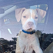 Spunky Brewster is registered to the contest to win money with this photo: animal, blue_collar, canine, car, closeup, curious, daylight, dog, glass, inside, looking, nature_reflection, pet, portrait, puppy, reflection, sitting, vehicle, window, young
