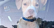 Spunky Brewster is registered to the contest to win money with this photo: animal, blue_collar, canine, car, closeup, curious, daylight, dog, glass, inside, looking, nature_reflection, pet, portrait, puppy, reflection, sitting, vehicle, window, young