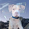 animal, blue_collar, canine, car, closeup, curious, daylight, dog, glass, inside, looking, nature_reflection, pet, portrait, puppy, reflection, sitting, vehicle, window, young