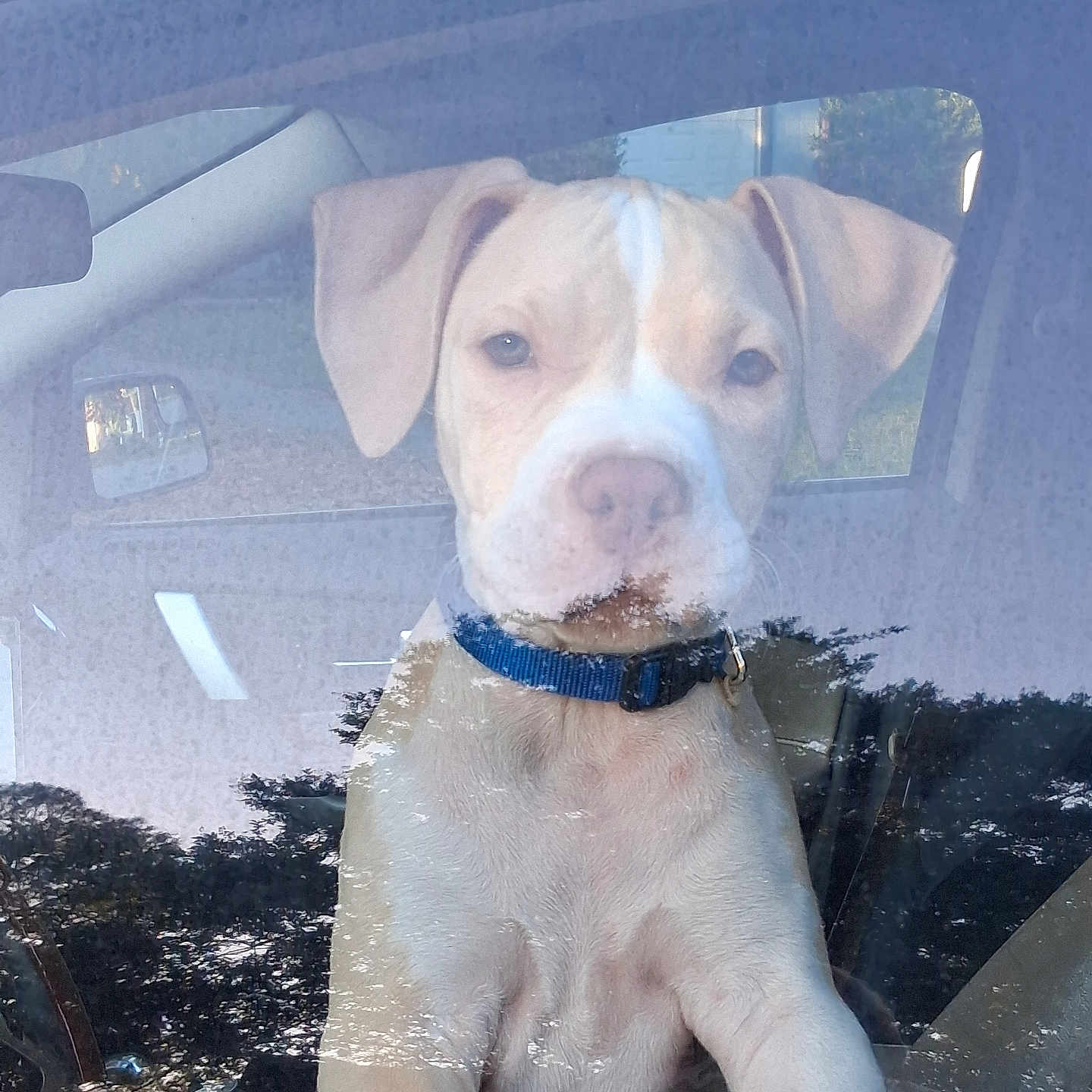 Spunky Brewster is registered to the contest to win money with this photo: animal, blue_collar, canine, car, closeup, curious, daylight, dog, glass, inside, looking, nature_reflection, pet, portrait, puppy, reflection, sitting, vehicle, window, young