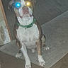 dog, indoor, carpet, glowing_eyes, flash, pet, animal, brown, white, green_collar, sitting, floor, wall, doorway, canine, household, portrait, companion, domestic, cute