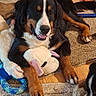 dog, bernese_mountain_dog, stuffed_animal, toy, indoor, carpet, floor, wood_floor, playful, pet, animal, lying_down, brown, black, white, happy, canine, domestic_animal, relaxed, companion