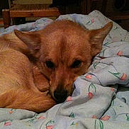 Hercule participe au concours pour gagner de l'argent avec cette photo :