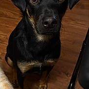 Philip Ray is registered to the contest to win money with this photo: dog, black_dog, tan_markings, indoor, wooden_floor, pet, animal, looking_up, curious, ears, floor, waiting, companion, canine, domestic, cute, alert, young_dog, brown_eyes, fur