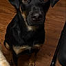 dog, black_dog, tan_markings, indoor, wooden_floor, pet, animal, looking_up, curious, ears, floor, waiting, companion, canine, domestic, cute, alert, young_dog, brown_eyes, fur