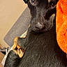 Philip Ray is registered to the contest to win money with this photo: dog, black_dog, pet, animal, couch, blanket, orange_blanket, indoor, fur, looking_back, close_up, cute, domestic_animal, resting, cozy, eyes, snout, ears, texture, home