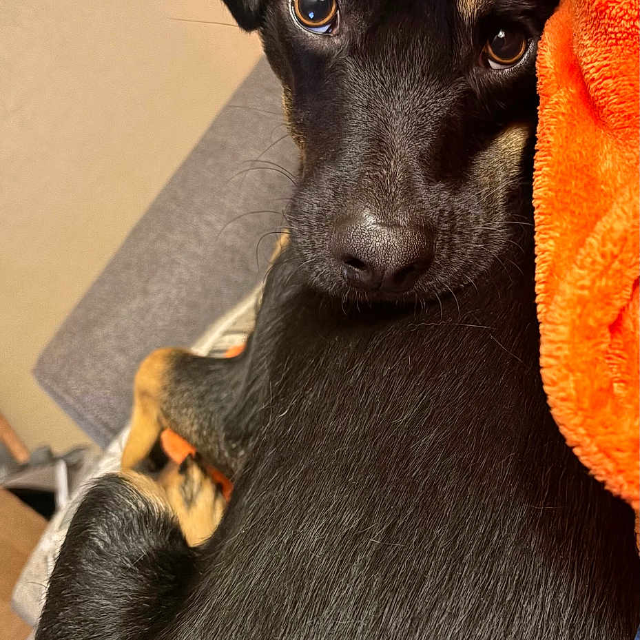 Philip Ray is registered to the contest to win money with this photo: dog, black_dog, pet, animal, couch, blanket, orange_blanket, indoor, fur, looking_back, close_up, cute, domestic_animal, resting, cozy, eyes, snout, ears, texture, home