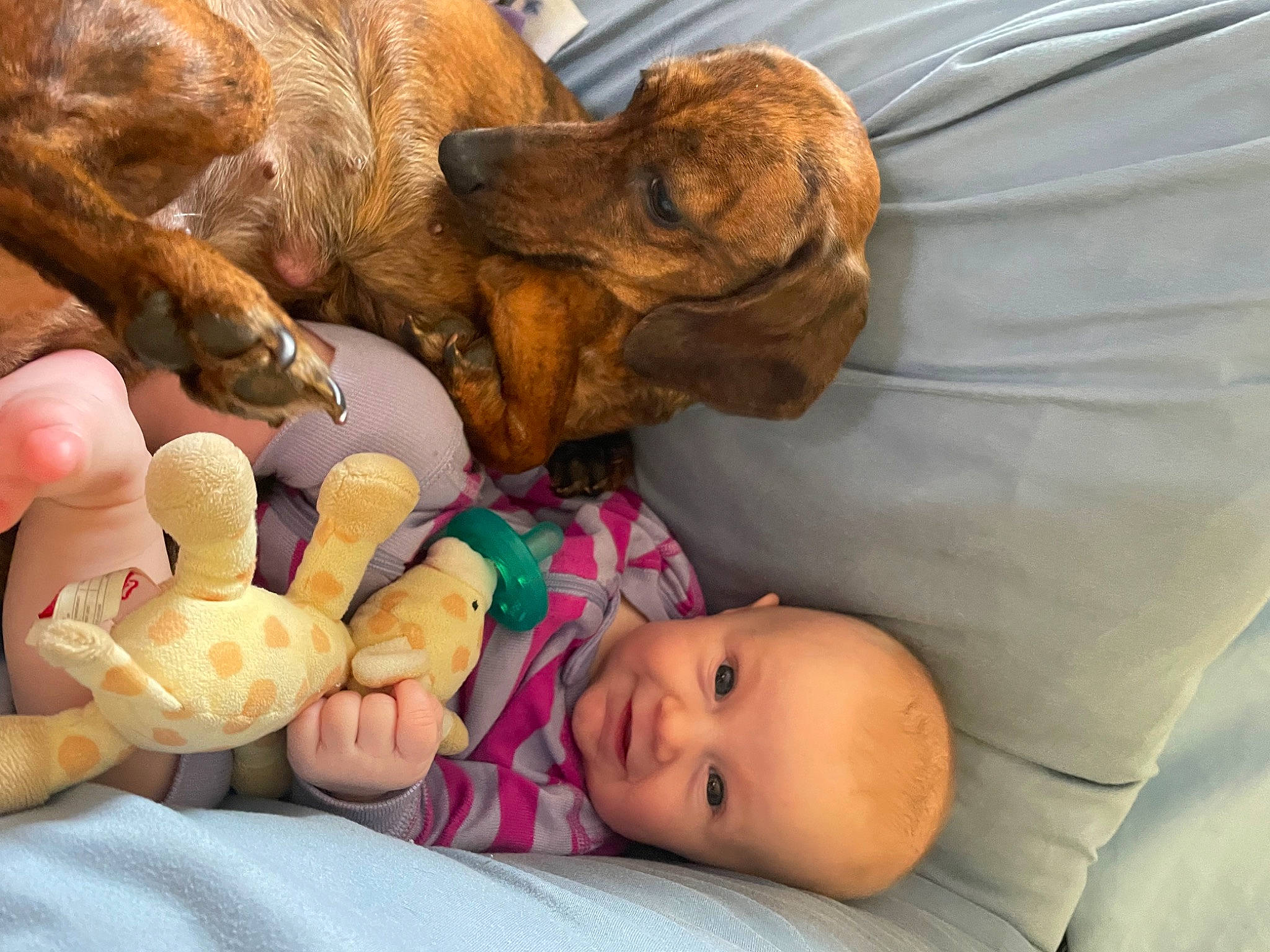 Rosie Blue is registered to the contest to win money with this photo: abdomen, baby, baby_toddler_clothing, carnivore, comfort, companion_dog, dog, dog_breed, ear, fawn, hand, happy, human_body, liver, mammal, person, skin, toddler, toy, working_animal