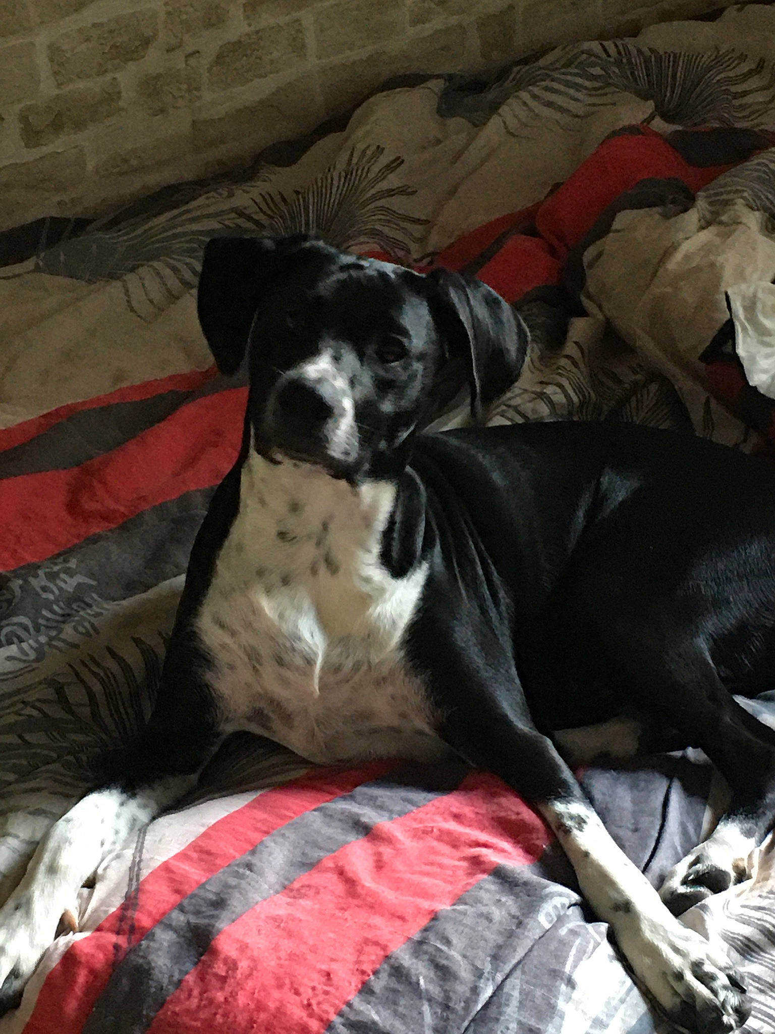 Thya a rejoint le concours — aidez-le/la à gagner de superbes lots ! canidae, carnivore, comfort, companion_dog, dog, dog_breed, dog_supply, fur, guard_dog, nap, non_sporting_group, sitting, snout, sporting_group, terrestrial_animal, working_animal