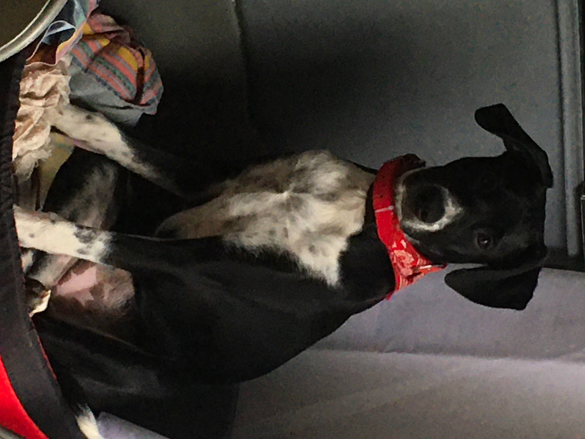 Thya a rejoint le concours — aidez-le/la à gagner de superbes lots ! auto_part, canidae, carmine, carnivore, collar, comfort, companion_dog, couch, dog, dog_breed, dog_collar, dog_supply, fawn, mammal, sighthound, snout, sporting_group, tail, whiskers, working_animal