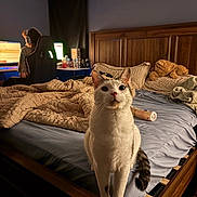 John is registered to the contest to win money with this photo: cat, feline, pet, white_cat, standing, wide_eyed, portrait, bedroom, bed, bedding, blanket, pillow, wooden_headboard, teddy_bear, computer, person, indoors, cozy, brown_and_white, tail