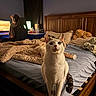 cat, feline, pet, white_cat, standing, wide_eyed, portrait, bedroom, bed, bedding, blanket, pillow, wooden_headboard, teddy_bear, computer, person, indoors, cozy, brown_and_white, tail