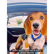 Jude joined the competition — help win amazing prizes! animal, beagle, blue_collar, canine, car, collar, daytime, dog, domestic_animal, front_seat, happy, human_hand, inside, leash, looking_at_camera, pet, sitting, smiling, vehicle, window