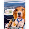 animal, beagle, blue_collar, canine, car, collar, daytime, dog, domestic_animal, front_seat, happy, human_hand, inside, leash, looking_at_camera, pet, sitting, smiling, vehicle, window