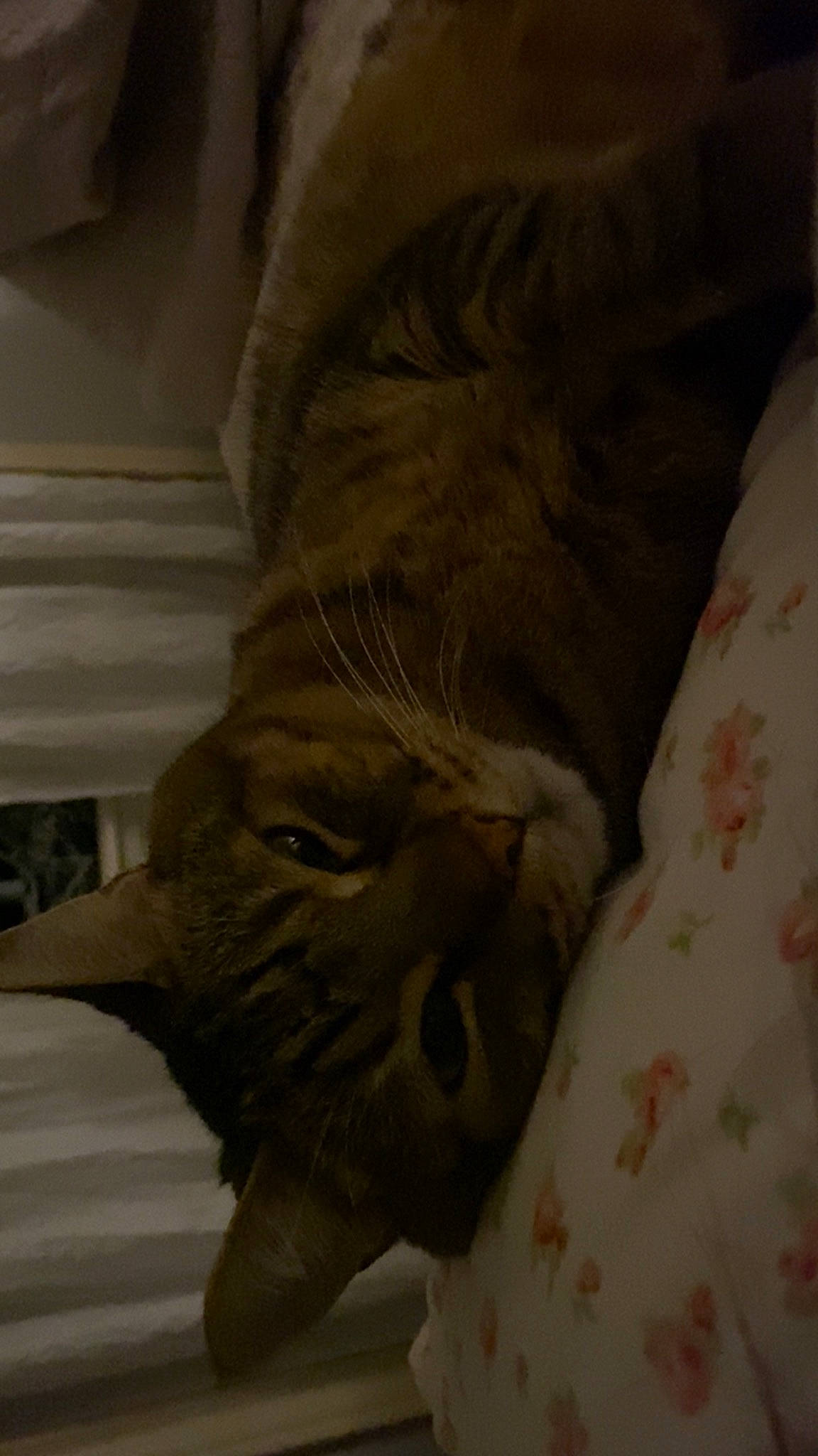 Tommy is registered to the contest to win money with this photo: brown, carnivore, cat, claw, comfort, domestic_short_haired_cat, fawn, felidae, fur, grey, hardwood, paw, small_to_medium_sized_cats, snout, tail, terrestrial_animal, whiskers, wood