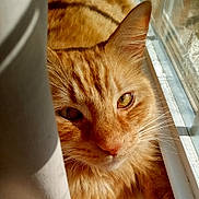 Mufasa joined the competition — help win amazing prizes! cat, ginger_cat, close_up, sunlight, window, curtain, pet, feline, whiskers, eyes, fur, indoor, relaxation, cozy, animal, portrait, face, mammal, domestic_animal, orange_fur