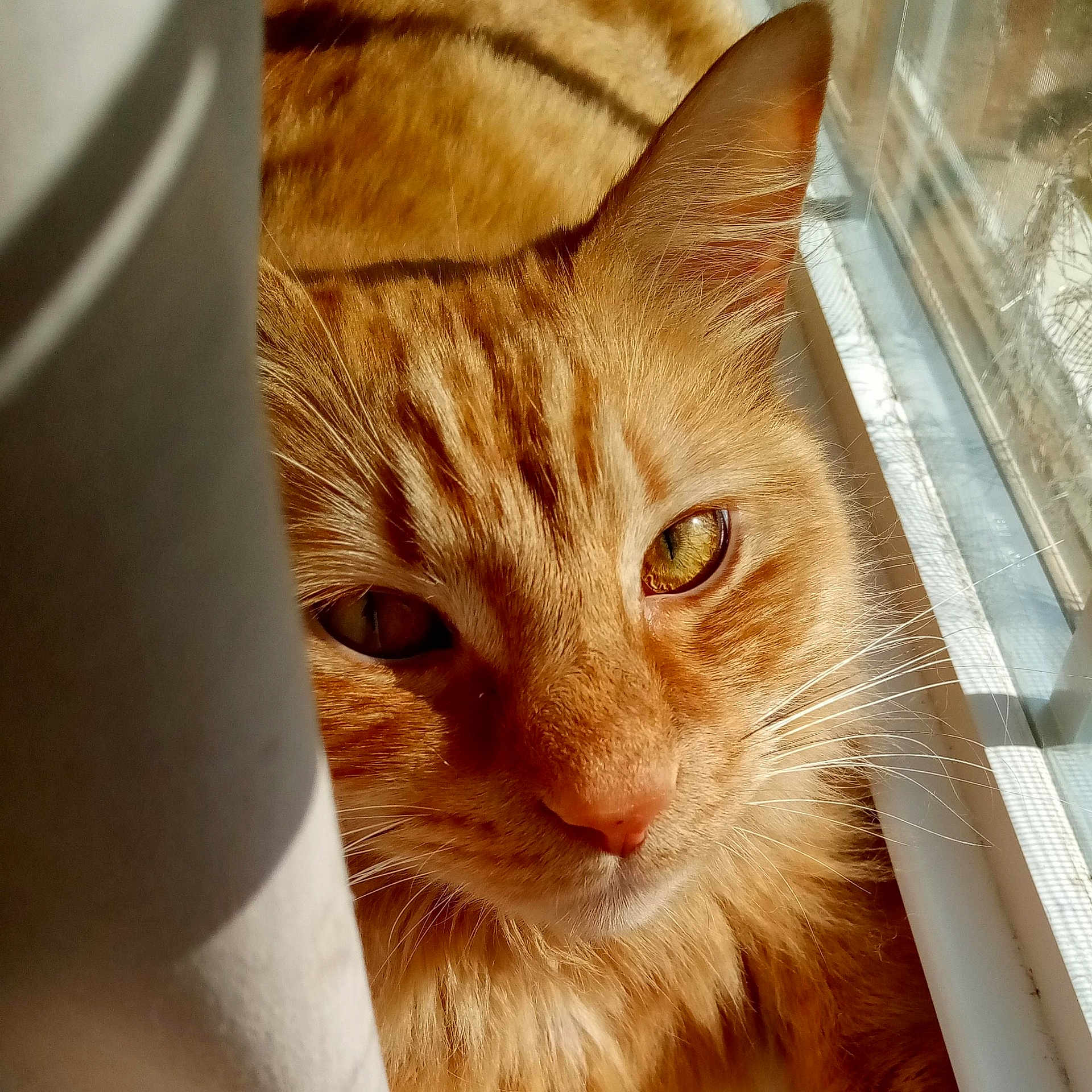 Mufasa