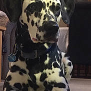 Lola is registered to the contest to win money with this photo: dog, dalmatian, indoor, pet, black_and_white, spots, collar, lying_down, canine, animal, fur, domestic, mammal, home, floor, relaxed, looking_away, close_up, portrait, companion