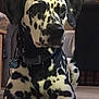 dog, dalmatian, indoor, pet, black_and_white, spots, collar, lying_down, canine, animal, fur, domestic, mammal, home, floor, relaxed, looking_away, close_up, portrait, companion