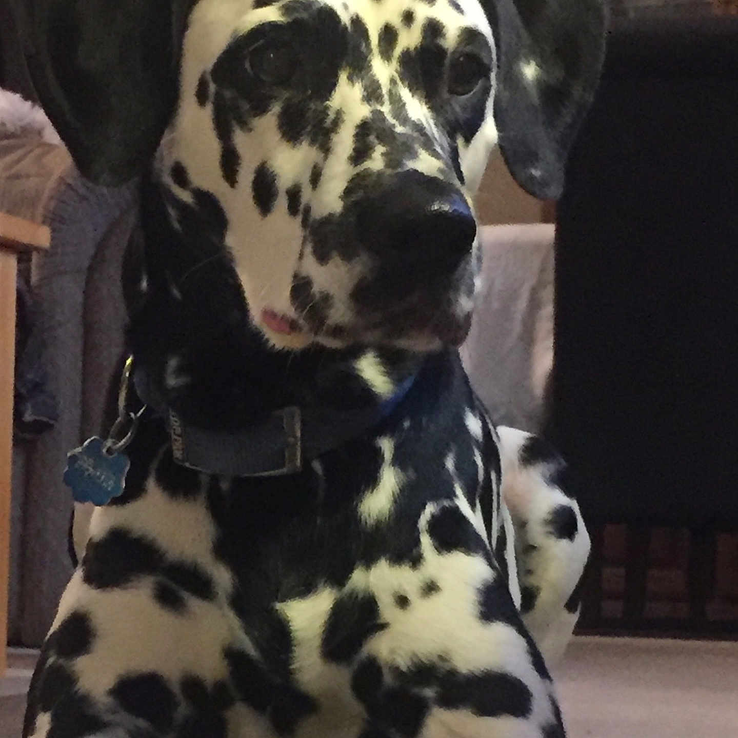 Lola is registered to the contest to win money with this photo: animal, black_and_white, canine, close_up, collar, companion, dalmatian, dog, domestic, floor, fur, home, indoor, looking_away, lying_down, mammal, pet, portrait, relaxed, spots