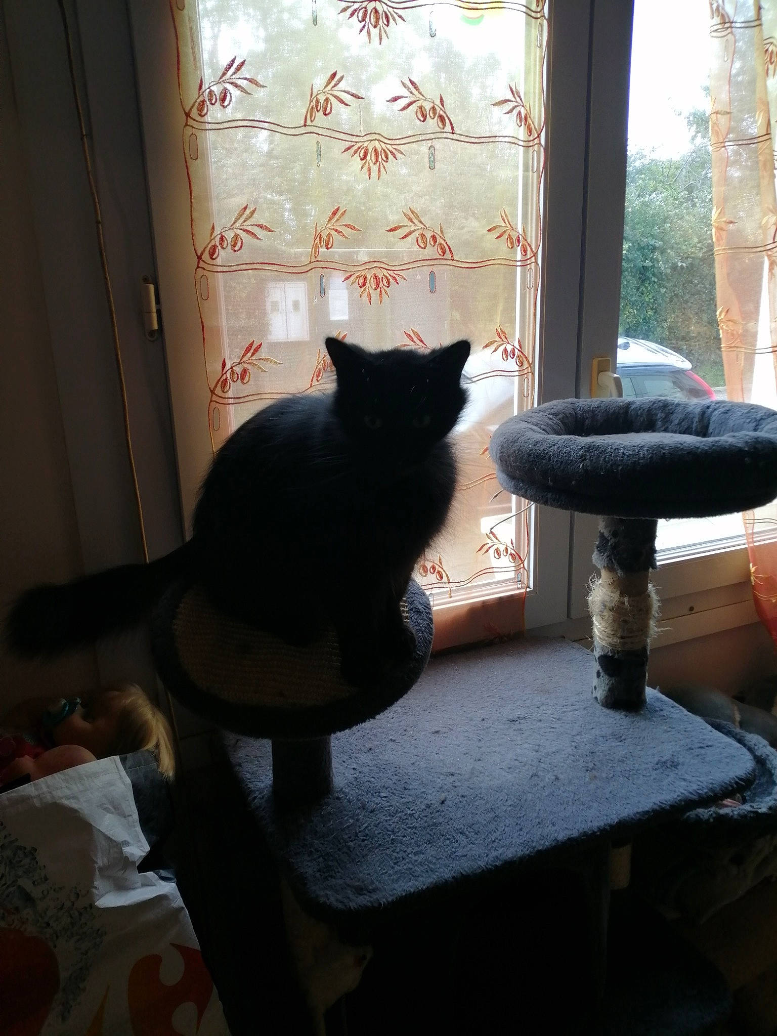 Snowbel a rejoint le concours — aidez-le/la à gagner de superbes lots ! asian, black, black_cat, carnivore, cat, chair, domestic_short_haired_cat, felidae, furniture, interior_design, polydactyl_cat, room, small_to_medium_sized_cats, table, tail, whiskers, window