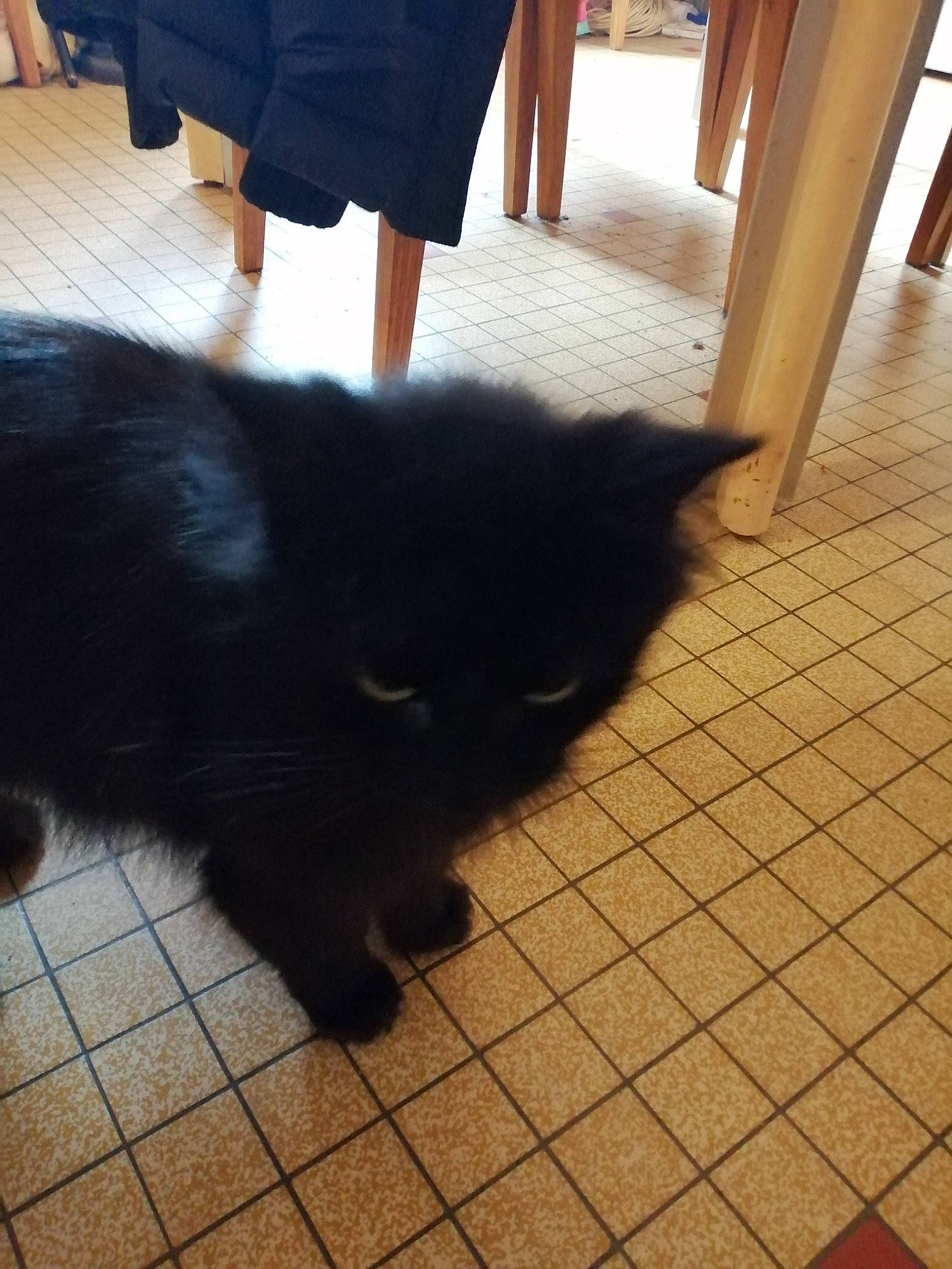 Snowbel a rejoint le concours — aidez-le/la à gagner de superbes lots ! black, black_cat, canidae, carnivore, cat, dog, dog_breed, felidae, floor, flooring, fur, hardwood, leg, non_sporting_group, schipperke, small_to_medium_sized_cats, tail, tile, whiskers, wood